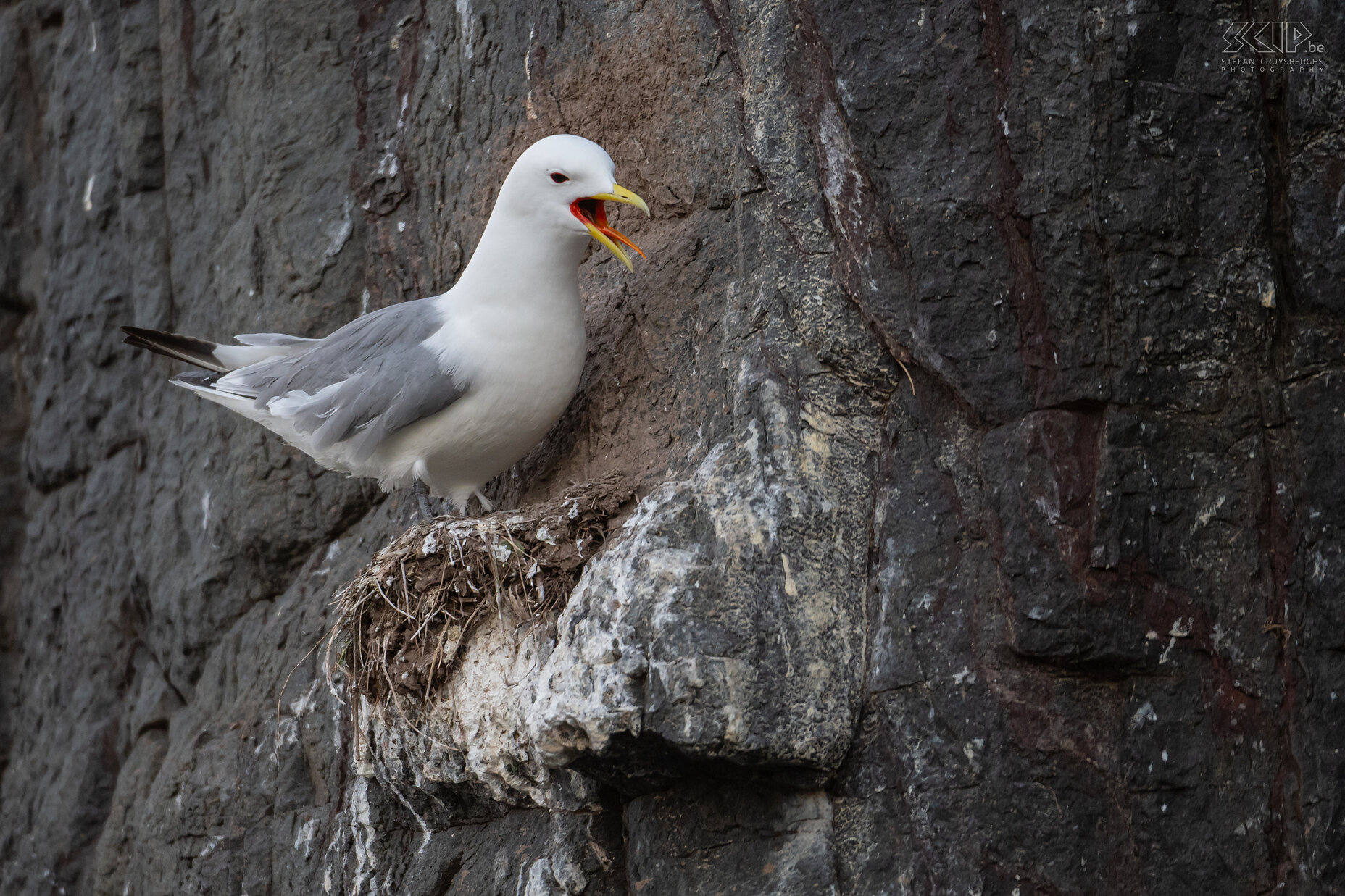 Farne Islands - Kittiwake The steep cliffs of the Farne Islands are also home to many breeding pairs of kittiwakes in the spring. These seagulls are called 'kittiwake' after their characteristic call. They live at sea almost all year round and the young birds have to jump off the high cliffs after 5 to 7 weeks. Stefan Cruysberghs